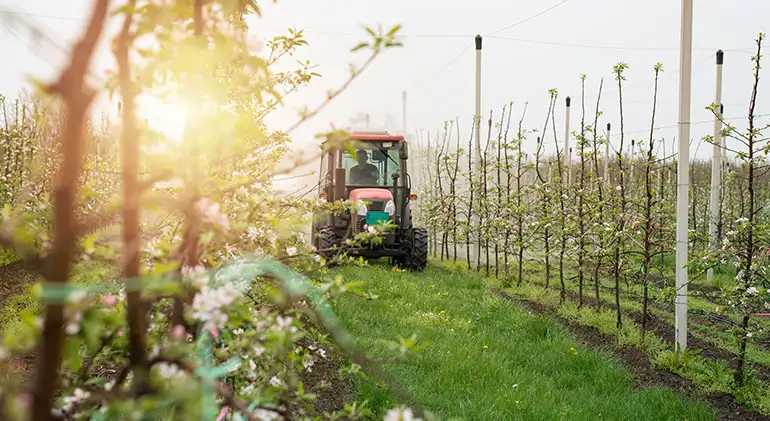 Winter wheat harvest organic gather nice moment